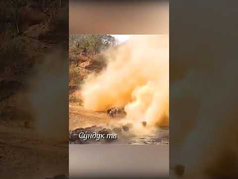 Буйволы вернулись спасти малышей от львов.