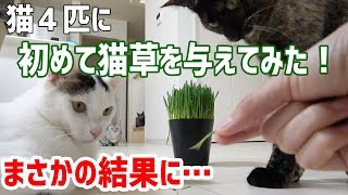 猫4匹に初めて猫草を与えてみたらまさかの結果に…