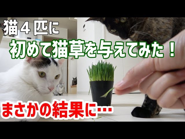 猫の巣猫の草編み巣4 猫の巣猫の草編み巣4 猫4匹に初めて猫草