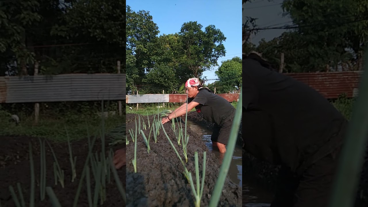 maybago naman Akong itanim