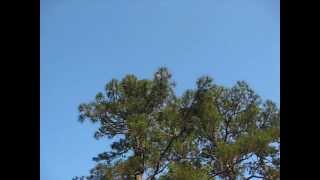 MVI_0776.AVI