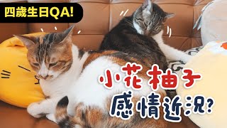 【小花四歲生日QA跟柚子感情近況】志銘與狸貓