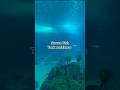 Part 2 // Serene Fish Tank Ambience 🐠 Soothing Music for Deep Focus