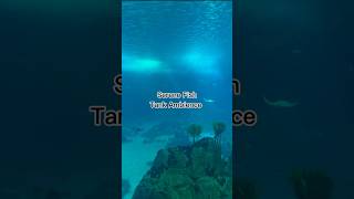 Part 2 // Serene Fish Tank Ambience 🐠 Soothing Music for Deep Focus