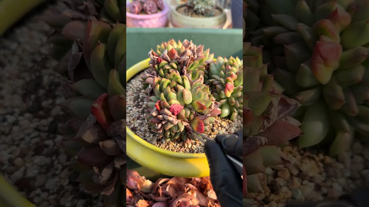 🌱 ASMR Succulent Healing | Falling Leaves Don’t Die, They Leave in Another Way 🌙