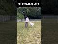 わざ構成が鬼畜な愛犬　#greatpyrenees #大型犬のいる生活 #大型犬 #大型犬と暮らす #グレートピレニーズ #癒し #犬のいる生活 #愛犬 #可愛い