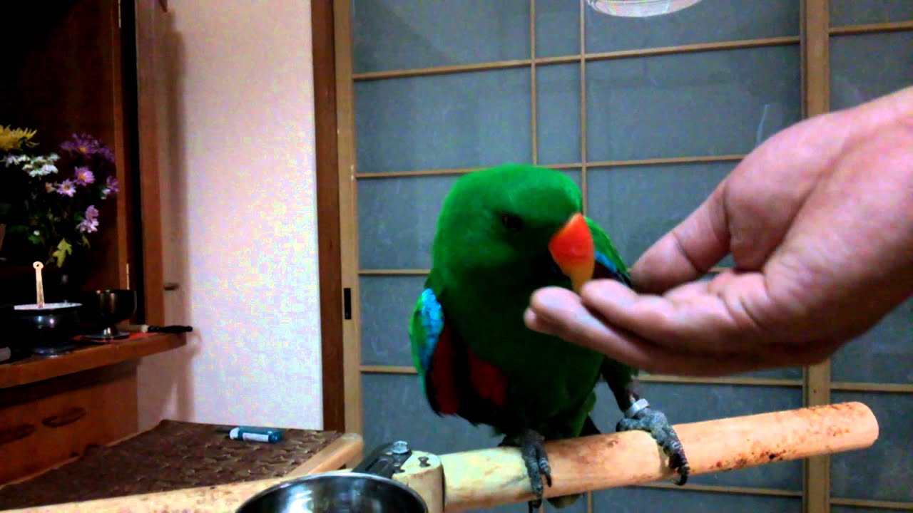 オオハナインコの芸 YouTube