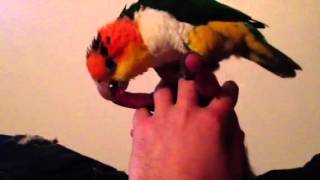 Caique parrot : Self petting