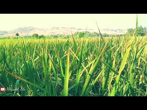 Story Wa Titip Rindu Buat Ayah Youtube