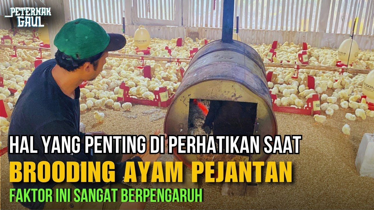 Masa Brooding Ayam Pejantan Usia 2 Hari