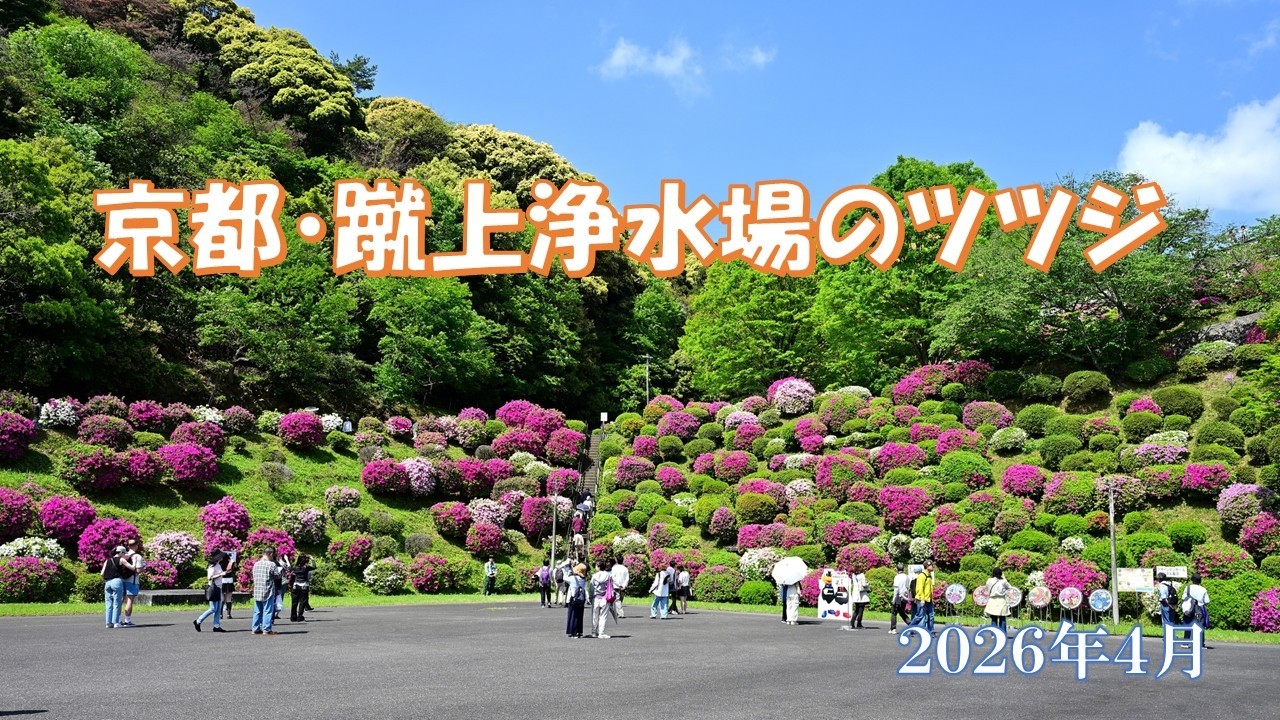 京都・蹴上浄水場のツツジ 2026年4月26日 - YouTube