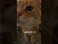 I am cute cat 😻😺 #beautiful #song #animals #emotional