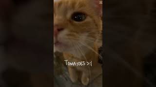 I am cute cat 😻😺 #beautiful #song #animals #emotional