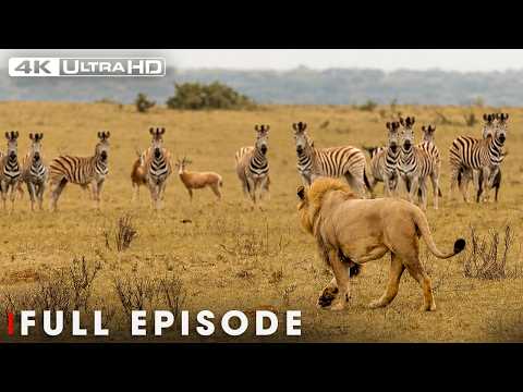 PRIMAL INSTINCT | The Lion's Silent Hunt Begins (Full Episode) | Wildlife Documentary