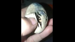 Proses Telur biawak menetas