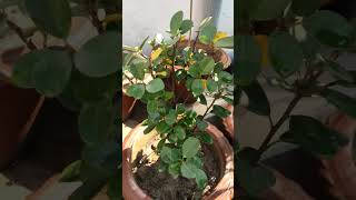 Plants Care During Summer 🌞 Ficus Bonsai Plants 😀 Agar Sarkar bol de ki ped lagao #ficus