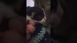 lo más lindo 😍 . 🫶 #rescateanimal #refugioanimal #cat #petlover  #gatitos 🐱