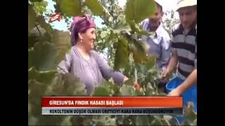 Kanal G - Giresun'da Fındık Hasadı Başladı