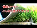 【美善】健苗ローラーを使って苗づくり！こんなに曲げても大丈夫？