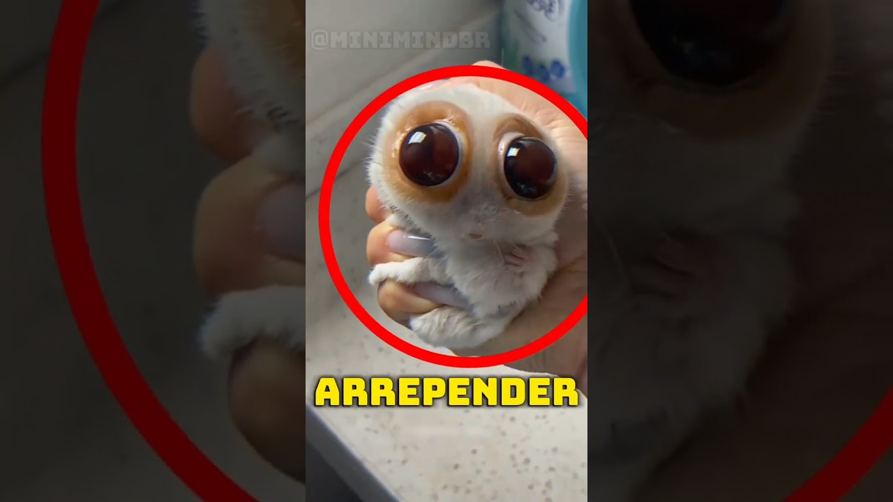 Se você apertar o seu hamster muito forte... isso pode acontecer 😢🐹