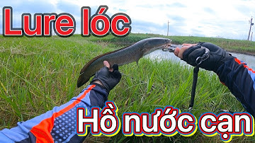 Câu lure cá lóc mùa đông