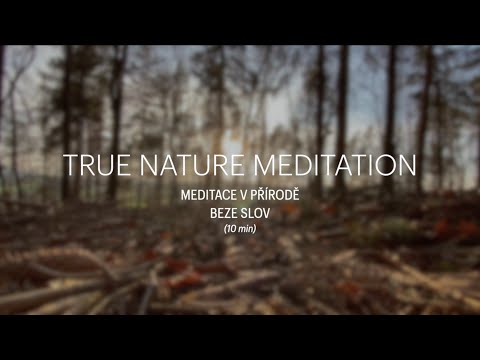 TRUE NATURE MEDITATION: Meditace v lese, beze slov (10min)