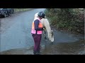 Bella goes on her First Big Adventure & not yet 2 yrs old. Fast flowing water. Christmas Day Special