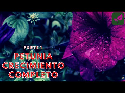 Video: Petunia: Siembra Y Cuidado De Plántulas