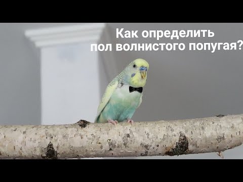 КАК ОПРЕДЕЛИТЬ ПОЛ ВОЛНИСТИКА? | ОПРЕДЕЛЯЕМ ПОЛ С ПОМОЩЬЮ ГЕНЕТИКИ | Aoi Inko