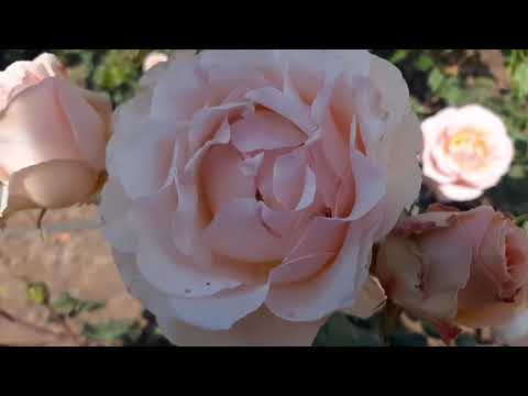 Vegas Trio Drive: Excalibur, New York-New York, Tropicana Casino Glimpses