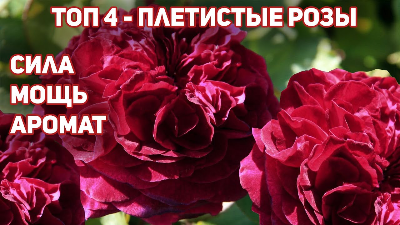 красная роза на языке цветов