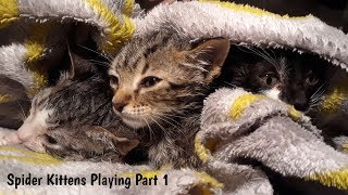 Spider Kittens Potty Training & Playing Part 1 Foster Litter #33