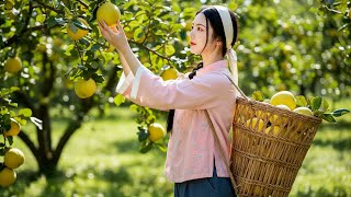 Quince season — peaceful and fragrant | Jingyao Quince In Season