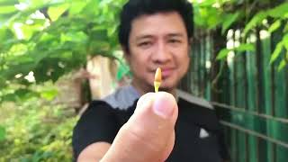 10 Health Benefits Of Chillies- Siling Labuyo