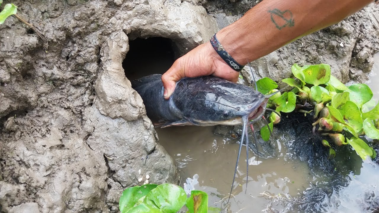 Hand Fish Catching ! Amazing Man Catching Big Catfish by Hand form Deep Fish Hole (Part-5)