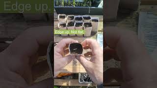 Planting Squash Seeds