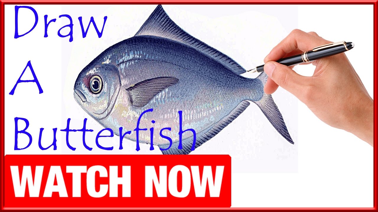 How To Draw A Butterfish Learn To Draw Art Space YouTube