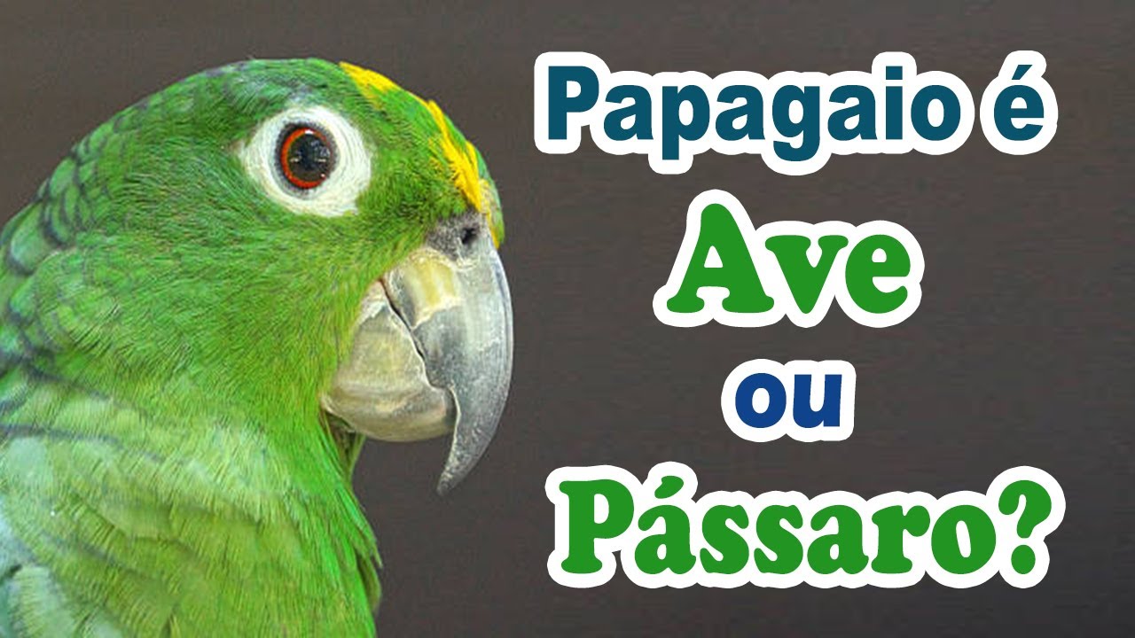 A Diferença Entre Ave E Pássaro – FXNX