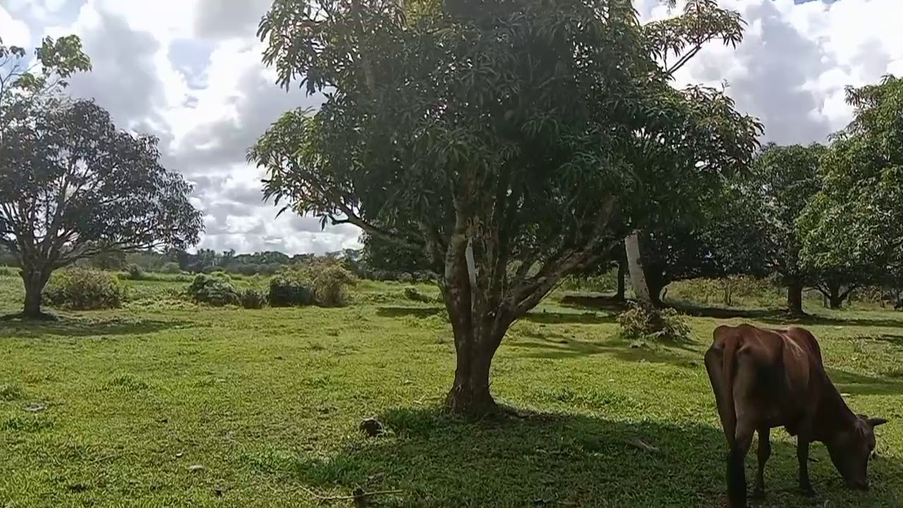 3.7hectares Mango Plantation Sold Bohol Philippines Proof of
