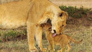 Download Lagu The Untold Stories of Africa’s Wild Mothers (4K Documentary) MP3