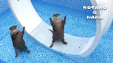 カワウソのプールにキャットホイール入れたらこうなった　Take on the Cat Wheel in a Pool Challenge!