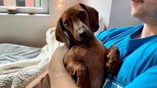 Mini dachshund wants to cuddle