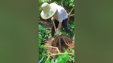 Cassava cultivation #satisfying #farming #countrylife #agriculture #farmlife