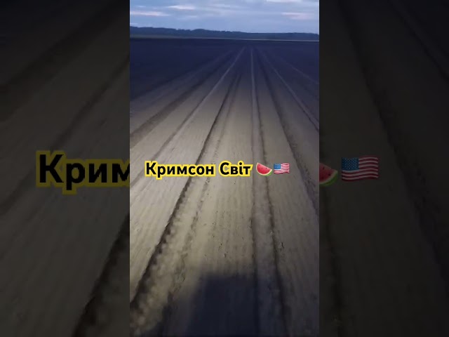 Висівають кавун Кримсон Світ від Innova Seeds 🍉🇺🇸