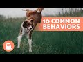 10 COMMON DOG BEHAVIORS Explained 🐶❓