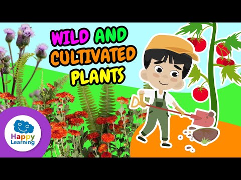Wild and cultivated plants