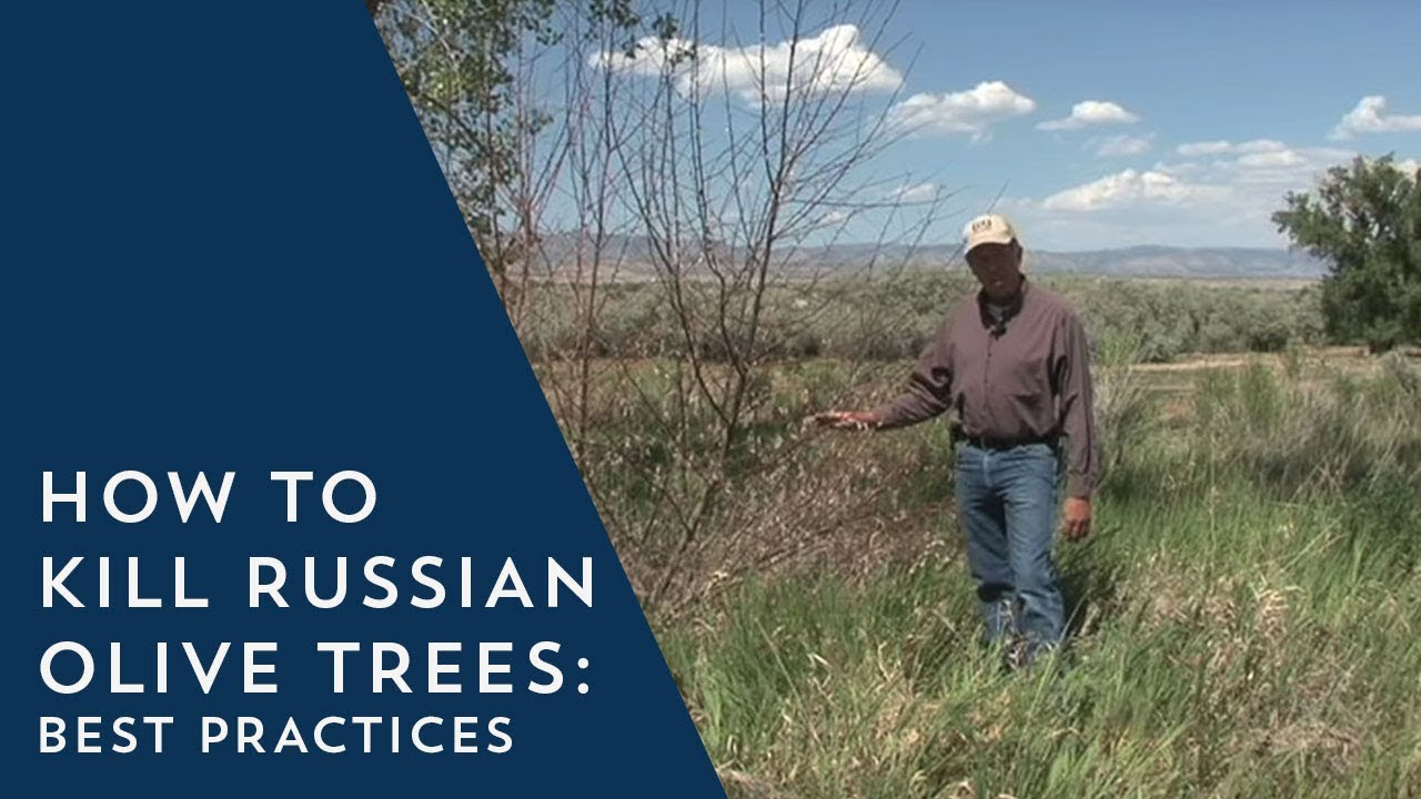 How to Kill Russian Olive Trees Best Practices