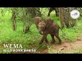 Wendi shares her second wild born baby Wema | Sheldrick Trust