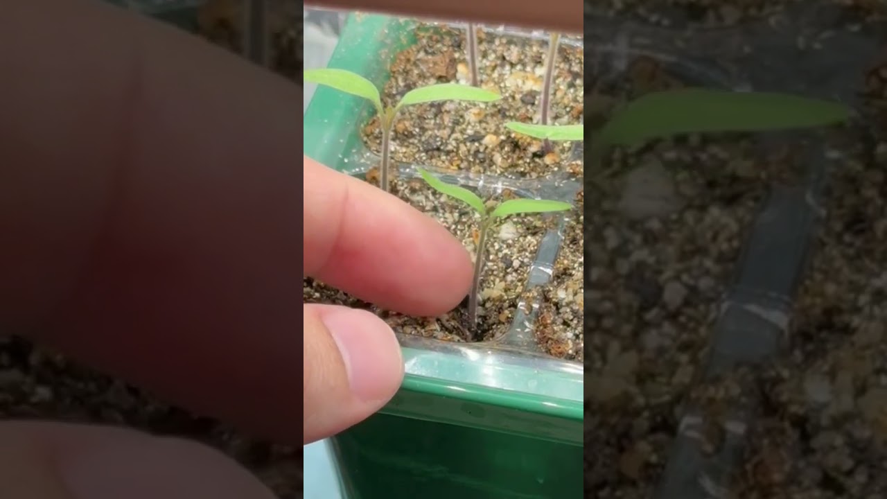 Thinning Tomato Seedlings #seedstarting #tomato #backyardgardening