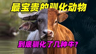 【驯化动物07】家牛和水牛能杂交吗?人类到底驯化了多少种牛!